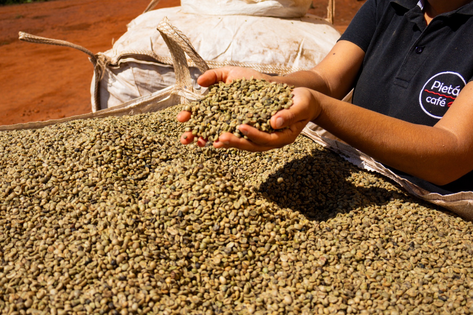 Hands holding parchment coffee at the farm.