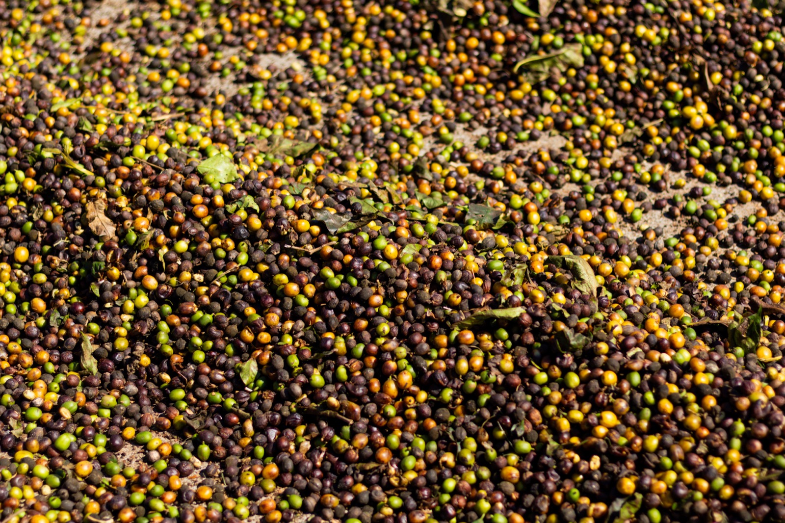 Coffee cherries drying on the raised patios.