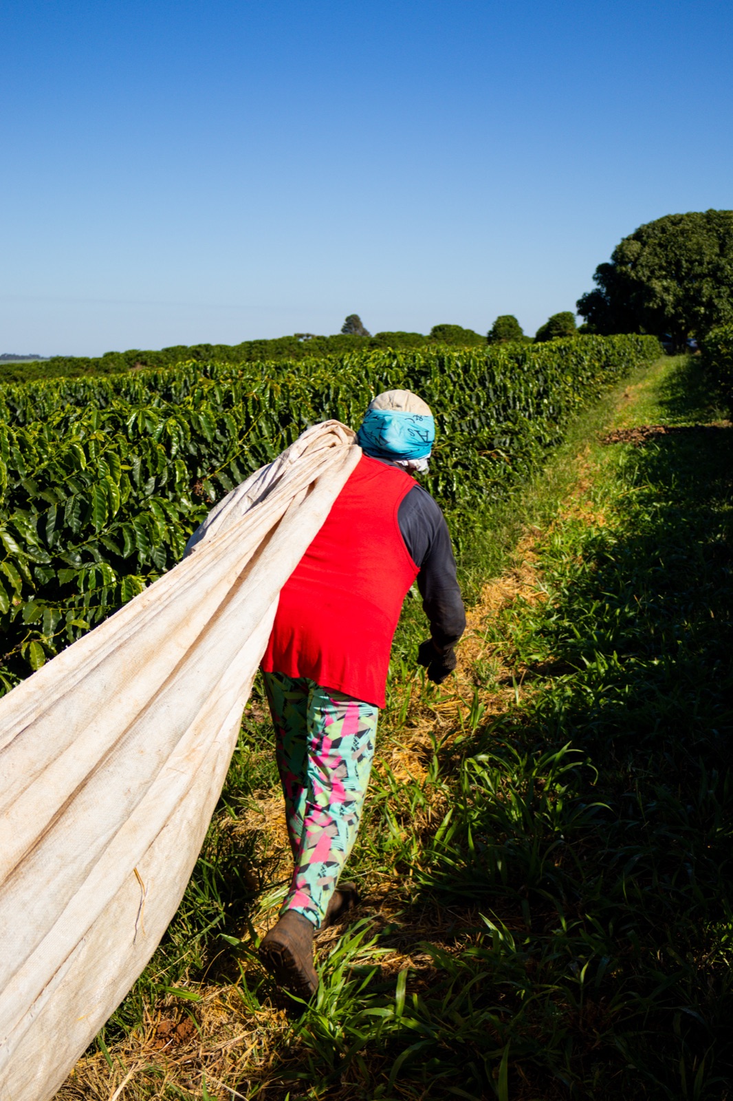 Coffee cherries being hand-picked onto a cloth.