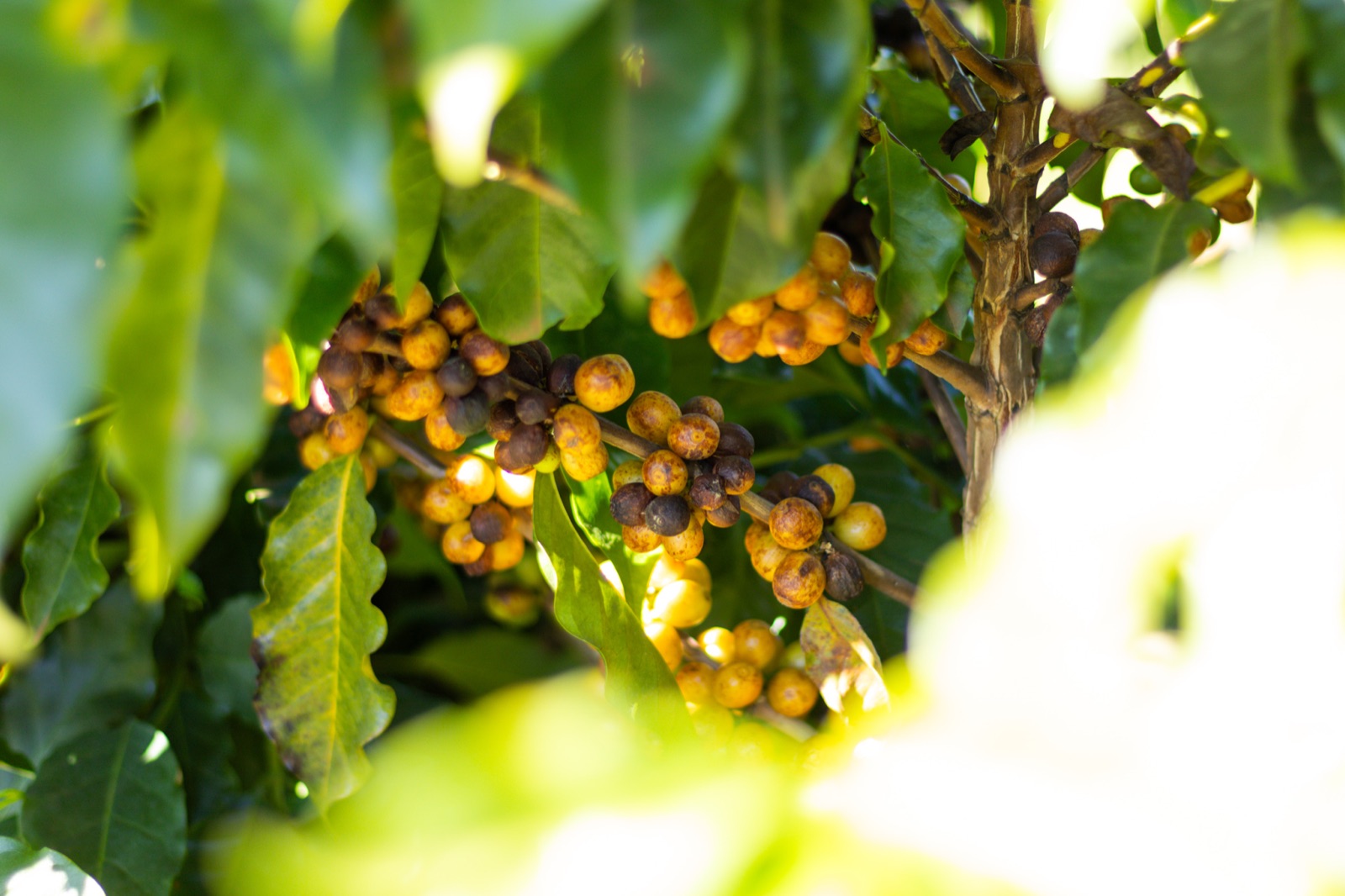 Ripe red coffee cherries on the branch.