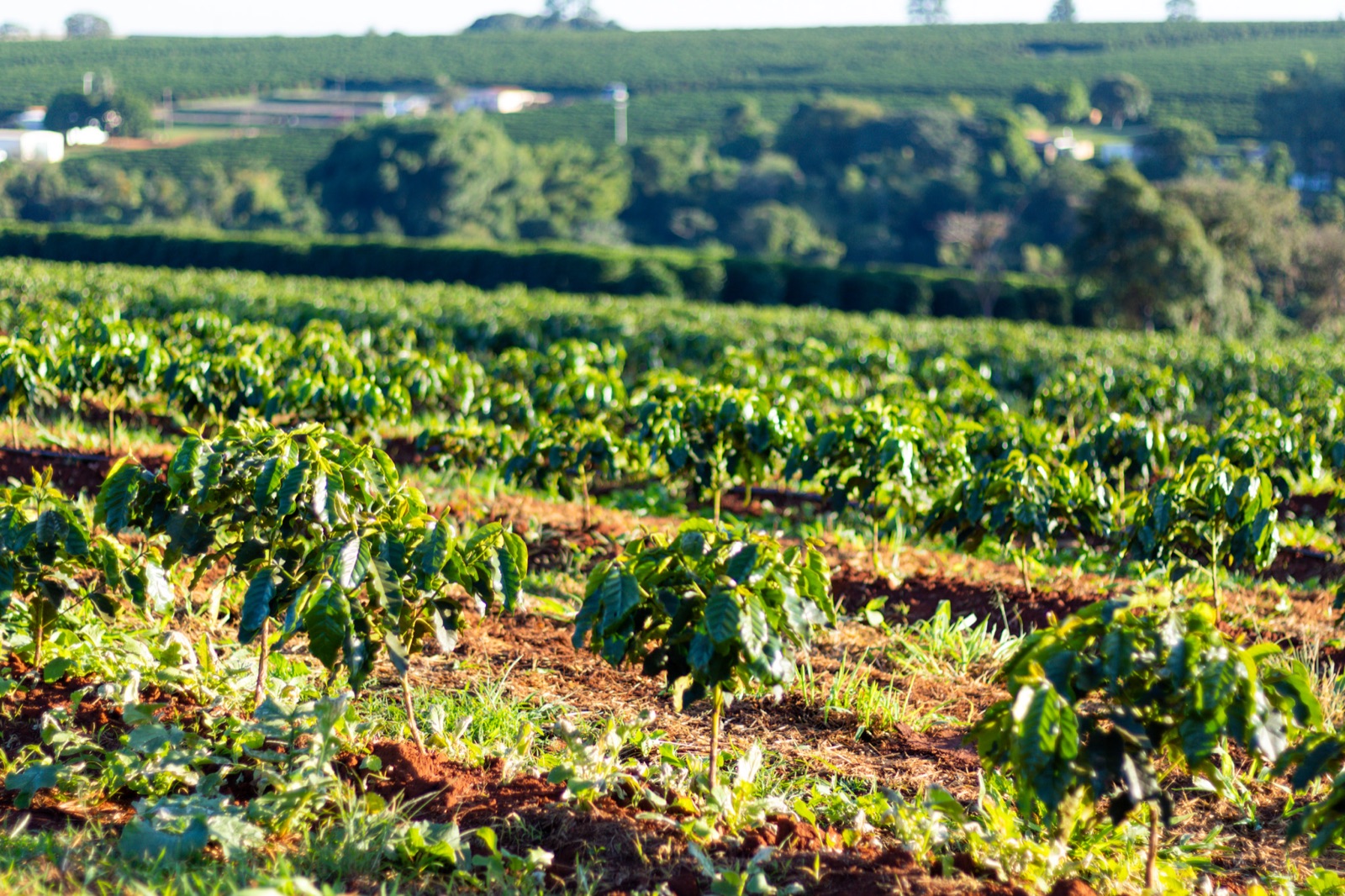 Panoramic view of the coffee fields at Fazenda Campo Belo.