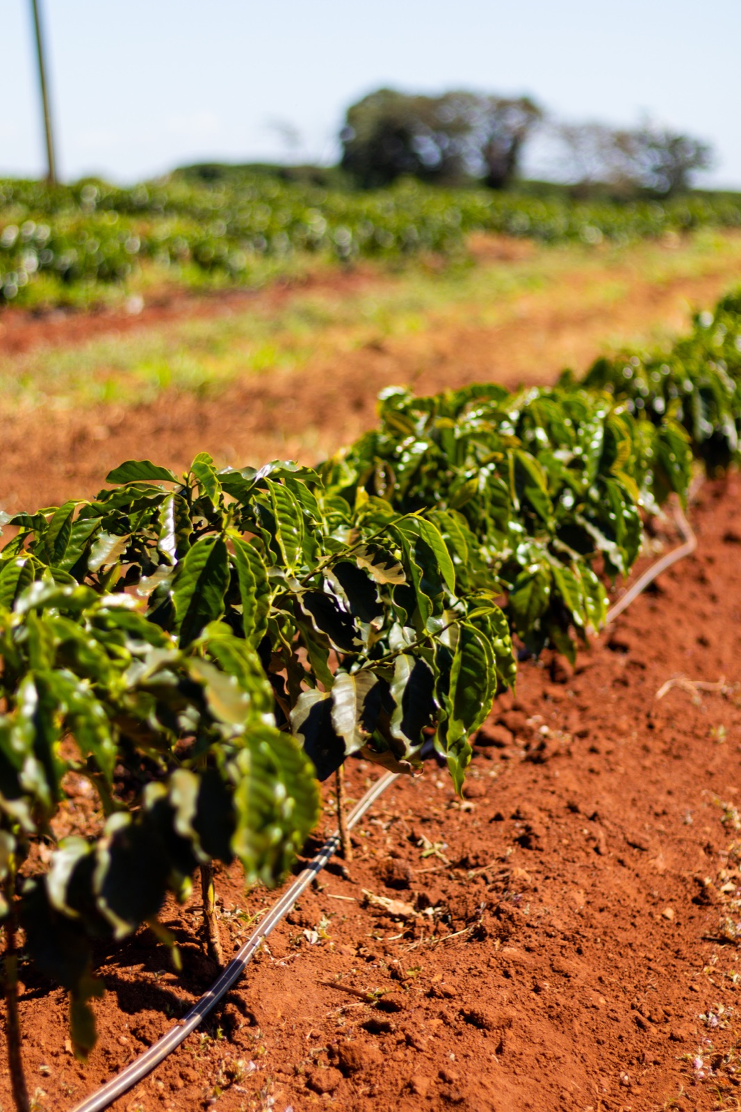 The farm's red volcanic terra roxa soil.