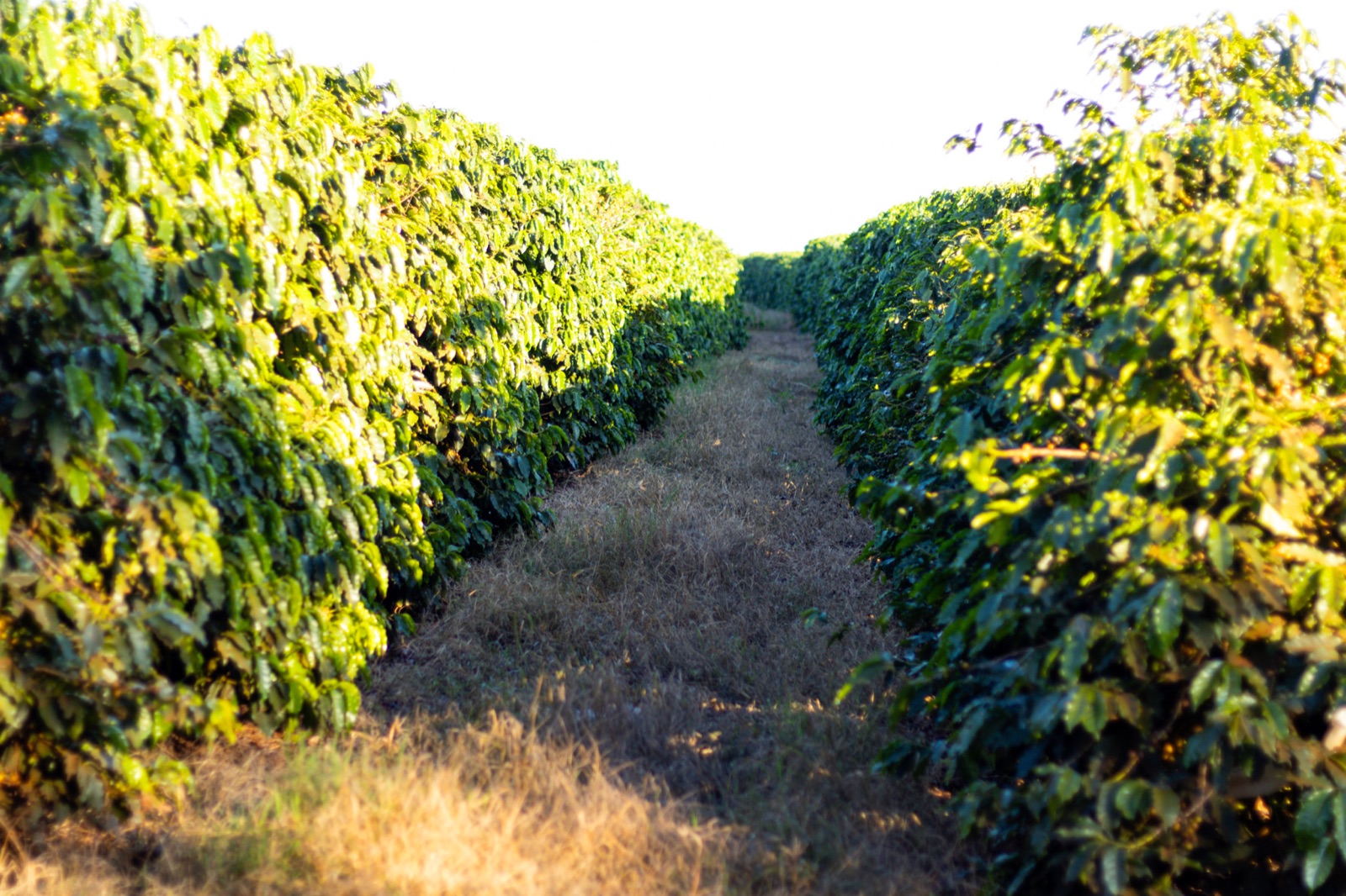 Cover-crop grass between rows of coffee plants.